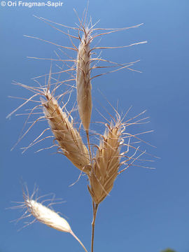 Image of oat brome