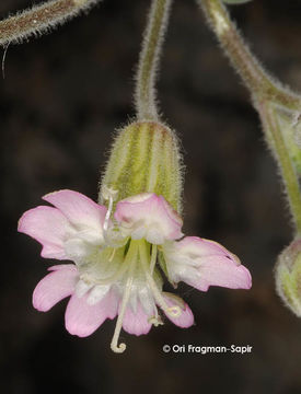 Imagem de Silene odontopetala Fenzl