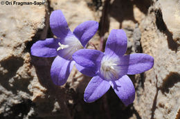 Image of Campanula cymbalaria Sm.