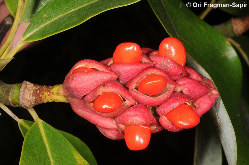 Sivun Magnolia virginiana L. kuva