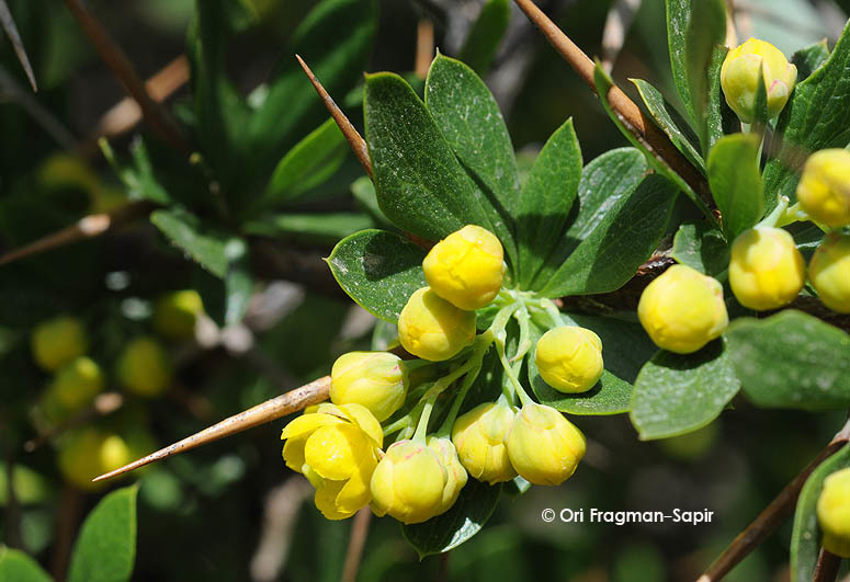 Image of Cretan Barberry