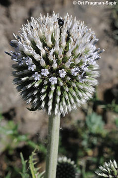 Image of Echinops sphaerocephalus L.