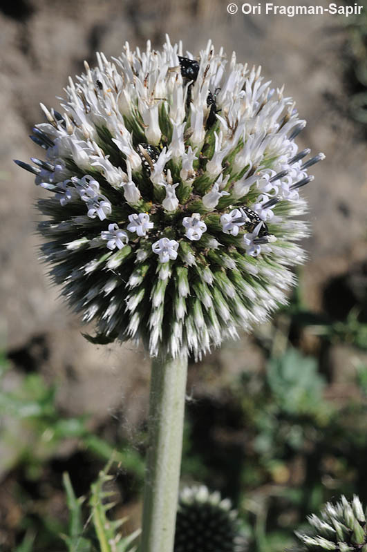 Image of Chapman's HOney Plant