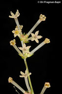 Image of Asperula cristata (Sommier & Levier) V. I. Krecz.