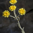 Слика од Tanacetum densum (Labill.) Sch. Bip.