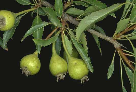 Слика од Pyrus syriaca Boiss.