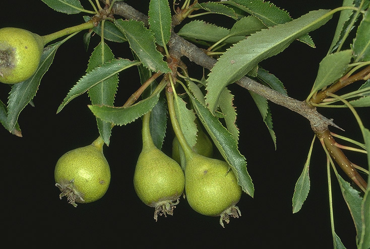 Plancia ëd Pyrus syriaca Boiss.