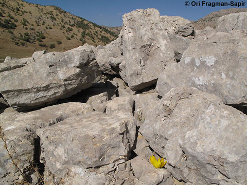 Image de Sternbergia clusiana (Ker Gawl.) Ker Gawl. ex Spreng.