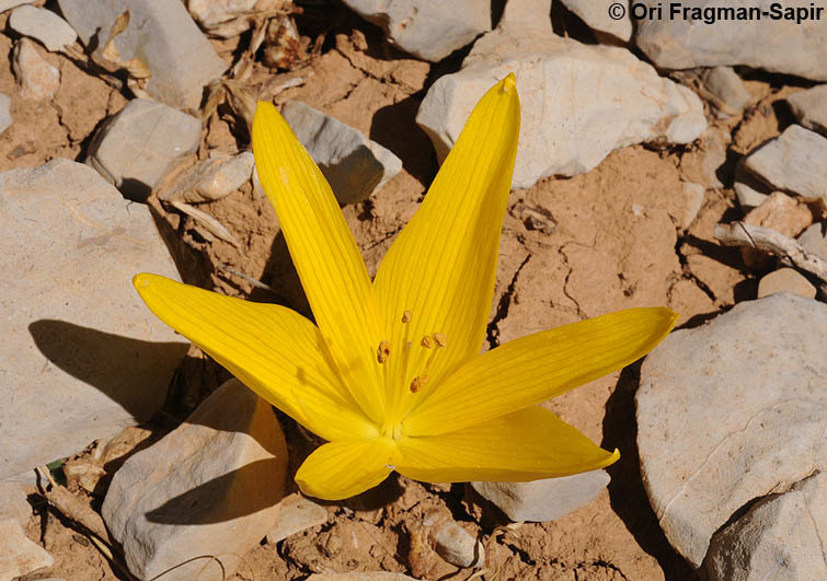 Image de Sternbergia clusiana (Ker Gawl.) Ker Gawl. ex Spreng.