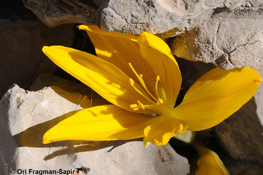 Image de Sternbergia clusiana (Ker Gawl.) Ker Gawl. ex Spreng.