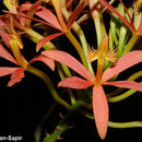 Image of Fire star orchid