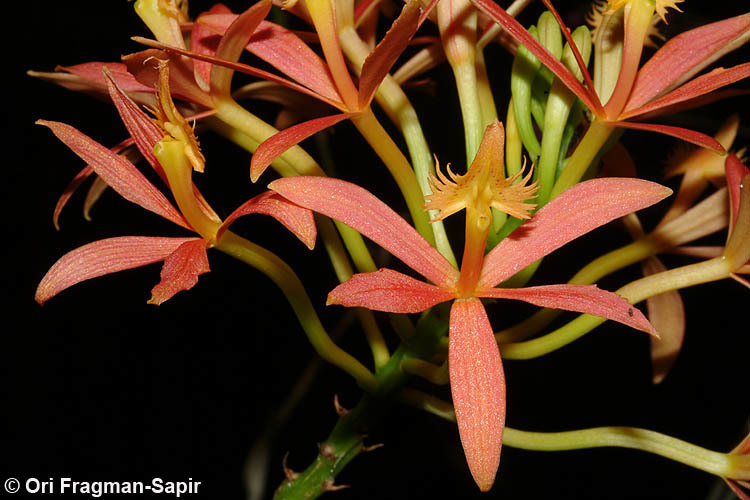 Image of Fire star orchid