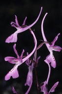 Orchis troodi (Renz) P. Delforge的圖片