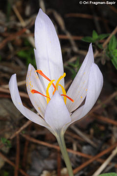 Image of Crocus asumaniae B. Mathew & T. Baytop