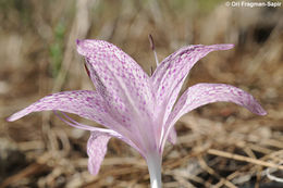 Imagem de Colchicum variegatum L.