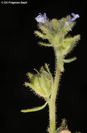 صورة Linaria micrantha (Cav.) Hoffmgg. & Link