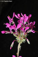 Слика од Pelargonium incrassatum (Andr.) Sims