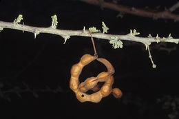 Image of <i>Acacia tortilis</i>