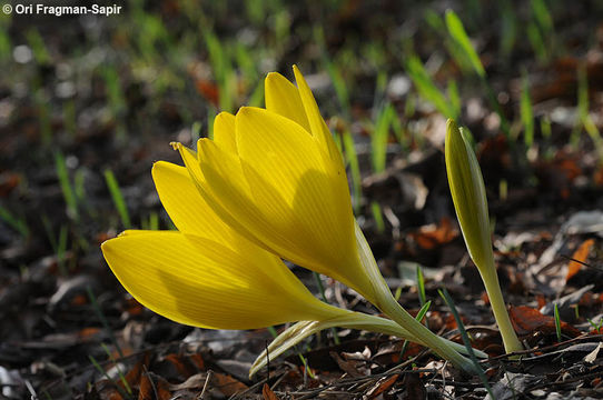 Image of Sternbergia clusiana (Ker Gawl.) Ker Gawl. ex Spreng.