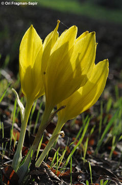 Image de Sternbergia clusiana (Ker Gawl.) Ker Gawl. ex Spreng.