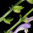 Image de Scutellaria altissima L.