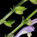 Image of tall skullcap