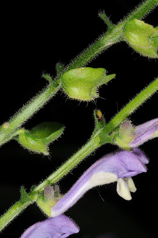 Image of tall skullcap