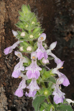 Imagem de Stachys circinata L'Hér.