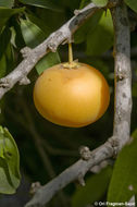 Image of Kei-apple