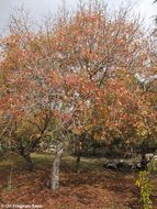 Image of Mt. Atlas mastic tree