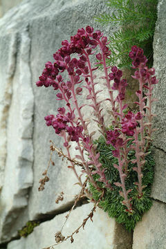 Image of Saxifraga sempervivum C. Koch