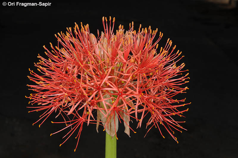 Imagem de Scadoxus multiflorus (Martyn) Raf.