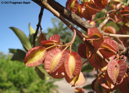 Imagem de Combretum kraussii Hochst.