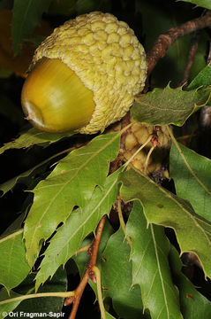 Image of Lebanon Oak