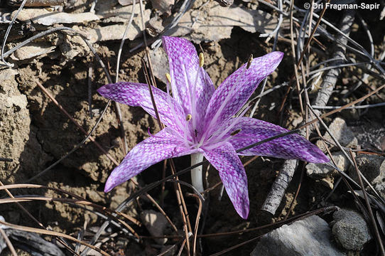 Sivun Colchicum variegatum L. kuva