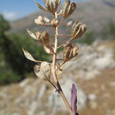 Lepidium hirtum (L.) Sm. resmi