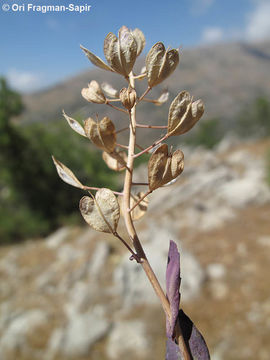 Lepidium hirtum (L.) Sm. resmi