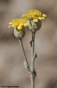 Plancia ëd Tanacetum densum (Labill.) Sch. Bip.