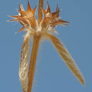 Stachys libanotica Benth. resmi