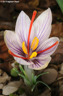 Image of Crocus moabiticus Bornm.