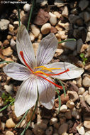 Image de Crocus moabiticus Bornm.