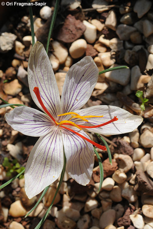 Image de Crocus moabiticus Bornm.