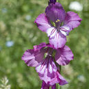 Sivun Gladiolus tenuis M. Bieb. kuva