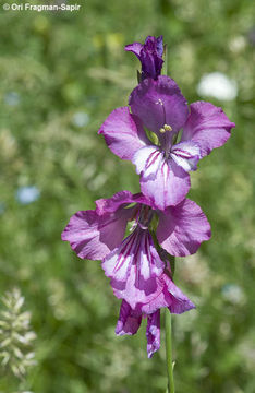 Gladiolus tenuis M. Bieb. resmi