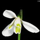 Image of Galanthus peshmenii A. P. Davis & C. D. Brickell