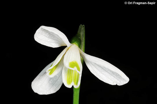 Galanthus peshmenii A. P. Davis & C. D. Brickell resmi