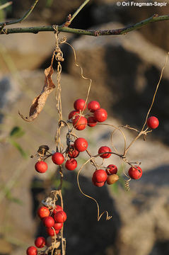 Image of white bryony