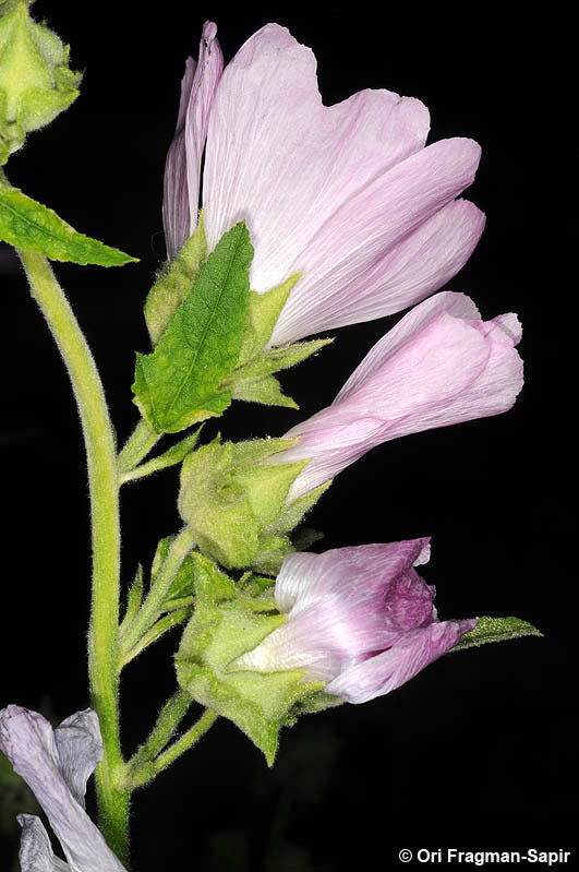 Image of <i>Lavatera thuringiaca</i>