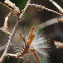 Image of Lactuca orientalis (Boiss.) Boiss.