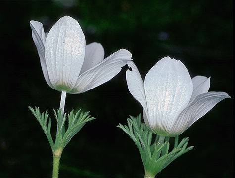 Imagem de Anemone coronaria L.